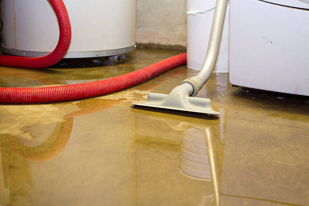 Best Professional water damage repair  in Sistersville, WV