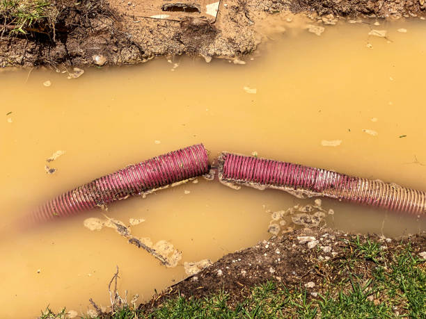 Best Mold removal after water damage  in Sistersville, WV